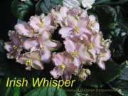 Сенполии Irish Whisper