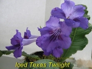 Стрептокарпусы Iced Texas Twilight