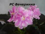 Сенполии РС-Вечеринка