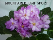 Сенполии Mountain Blush-спорт