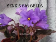 Сенполии Senk's Big Bells