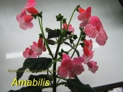 Геснериевые Amabilis