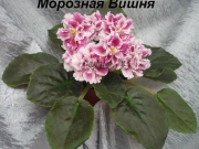 Сенполии Морозная Вишня