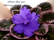 Сенполии Buckeye Boysenberry