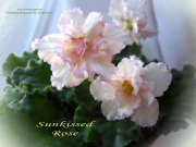 Сенполии Sunkissed Rose