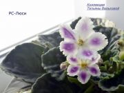 Сенполии РС-Люси