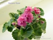 Сенполии Rococo Rose