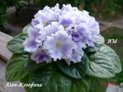 Сенполии Ален-Жозефина
