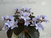 Сенполии Allegro Chicory Charm