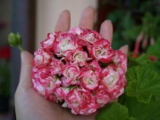 Пеларгонии Apple Blossom Rosebud