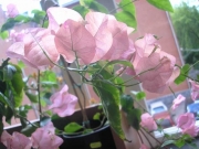 Бугенвиллии Australian Pink