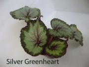 Бегонии Silver Greenheart