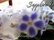 Сенполии Sapphire Ice