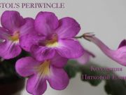 Стрептокарпусы Bristol's Periwinkle