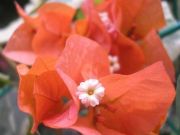 Бугенвиллии Dusty Miller