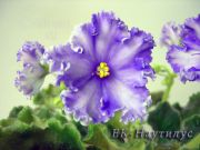 Сенполии ЕК-Наутилус
