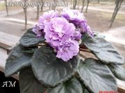Сенполии Ален-Бузкова Серенада