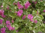 Бугенвиллии Glabra Variegata