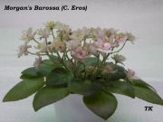 Сенполии Morgan's Barossa