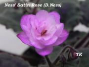 Сенполии Ness' Satin Rose