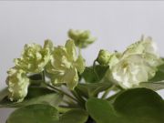 Сенполии Reflections of Spring-sport
