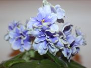 Сенполии ЕК-Зеркало Ночи-спорт