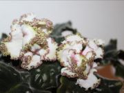 Сенполии РС-Лесное Кружево