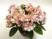 Сенполии Precious Peach