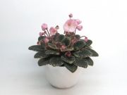Сенполии Joy's Pink Halo