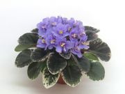 Сенполии Precious Lavender