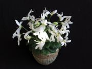 Сенполии Lunar Lily White