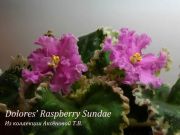 Сенполии Dolores' Raspberry Sundae