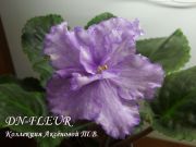 Сенполии Dn-Fleur