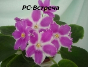 Сенполии РС-Встреча