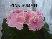 Сенполии Pink Summit