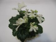 Сенполии Lunar Lily White