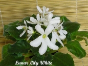 Сенполии Lunar Lily White