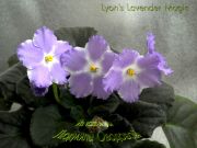 Сенполии Lyon's Lavender Magic