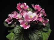 Сенполии Mac's Southern Springtime
