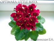 Сенполии Optimara Little Maya