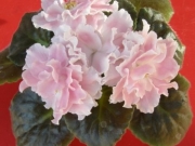 Сенполии Аэлита (сеянец)
