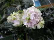 Сенполии ЕК-Рождение Ангела