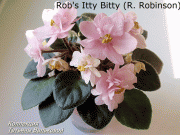 Сенполии Rob's Itty Bitty