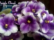 Сенполии Humako Purple Cloud