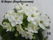 Сенполии Н-Вера