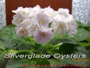 Сенполии Silverglade Oysters