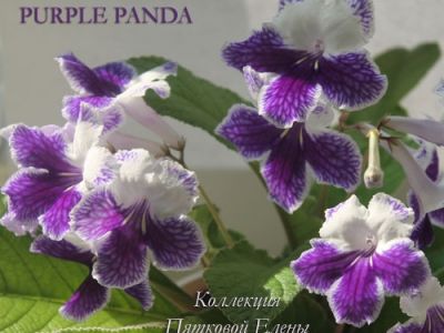 Стрептокарпусы Purple Panda