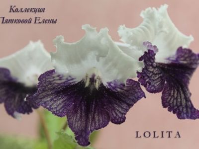 Стрептокарпусы Lolita