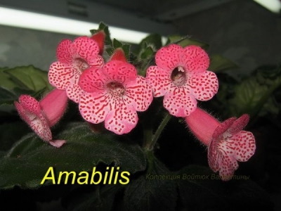 Геснериевые Amabilis