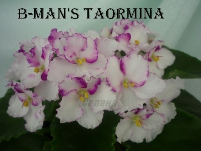 Сенполии B-man's Taormina